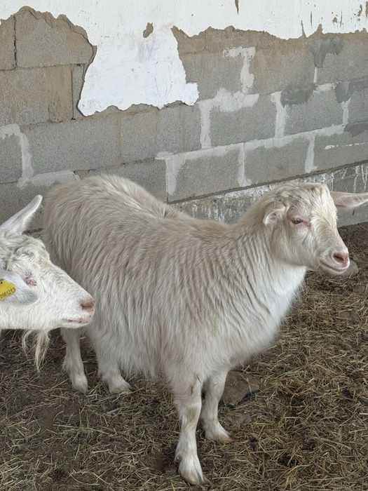 Ешкілер,ешкы,козлы