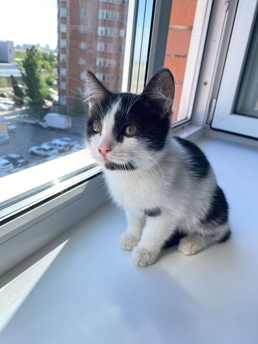 Котенок, девочка, 3-4 месяца