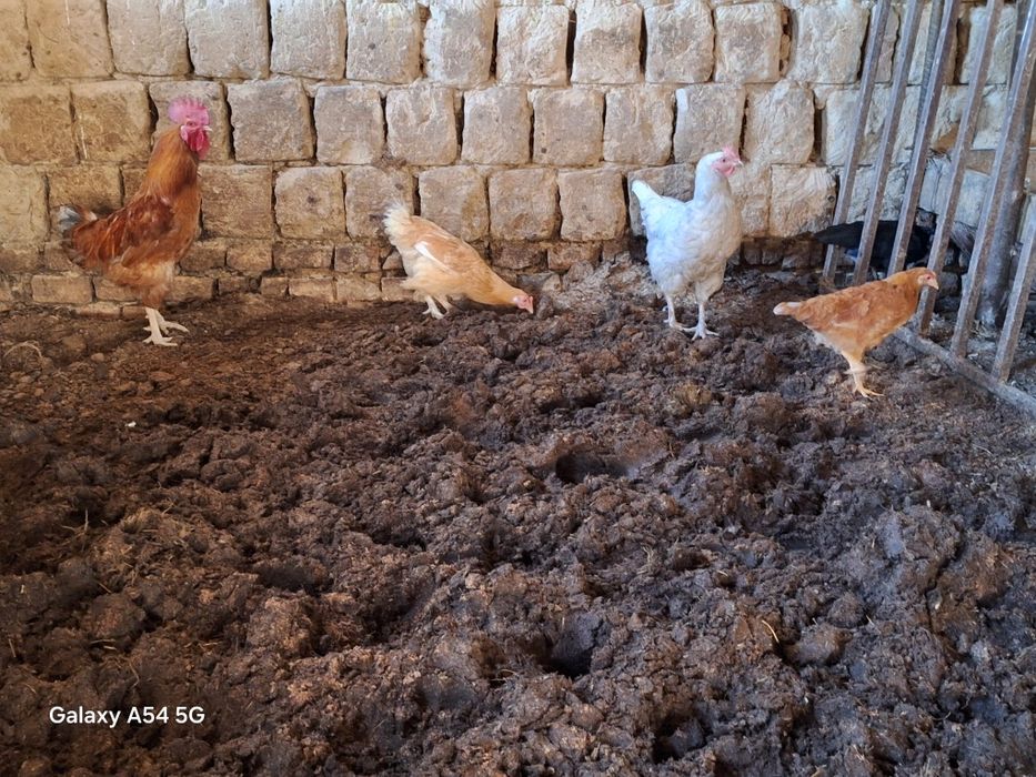 Домашний курица молодая