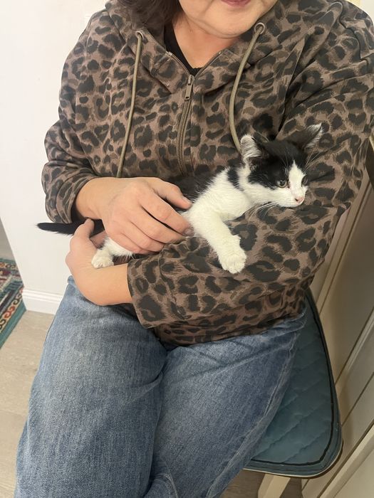 Отдадим котенка в добрые руки