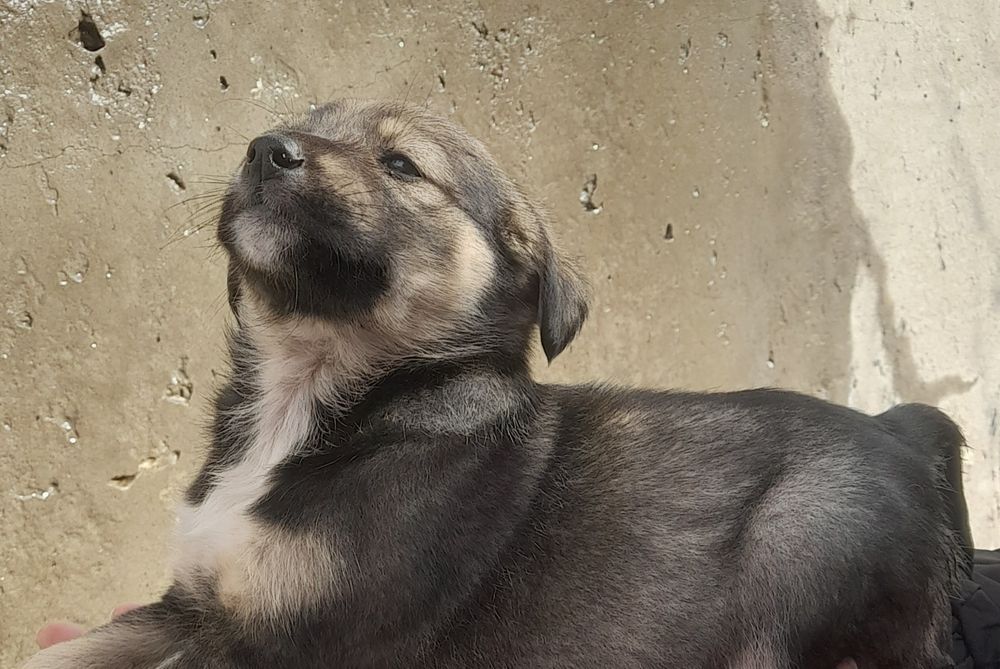 Щенки в ДОБРЫЕ руки