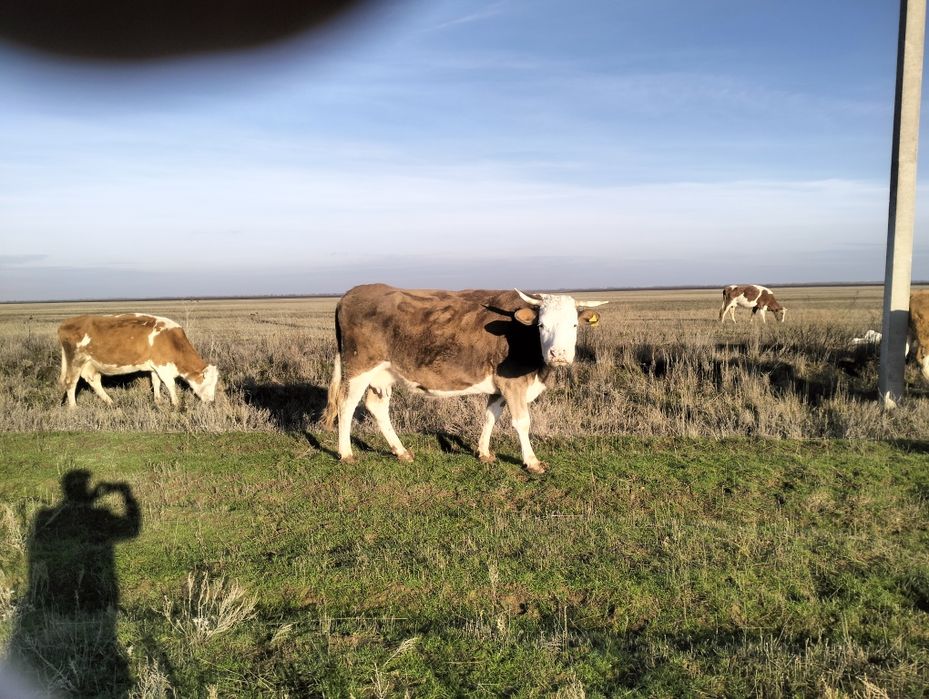 Продаю коров стельные 3 головы