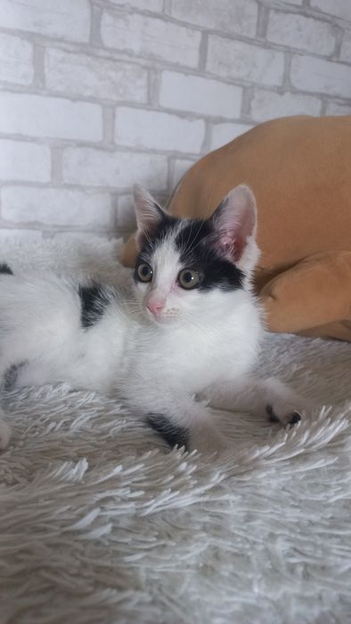 Котёнок мальчик в добрые руки