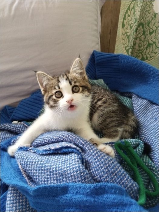 Милый котёнок ищет дом (бесплатно)