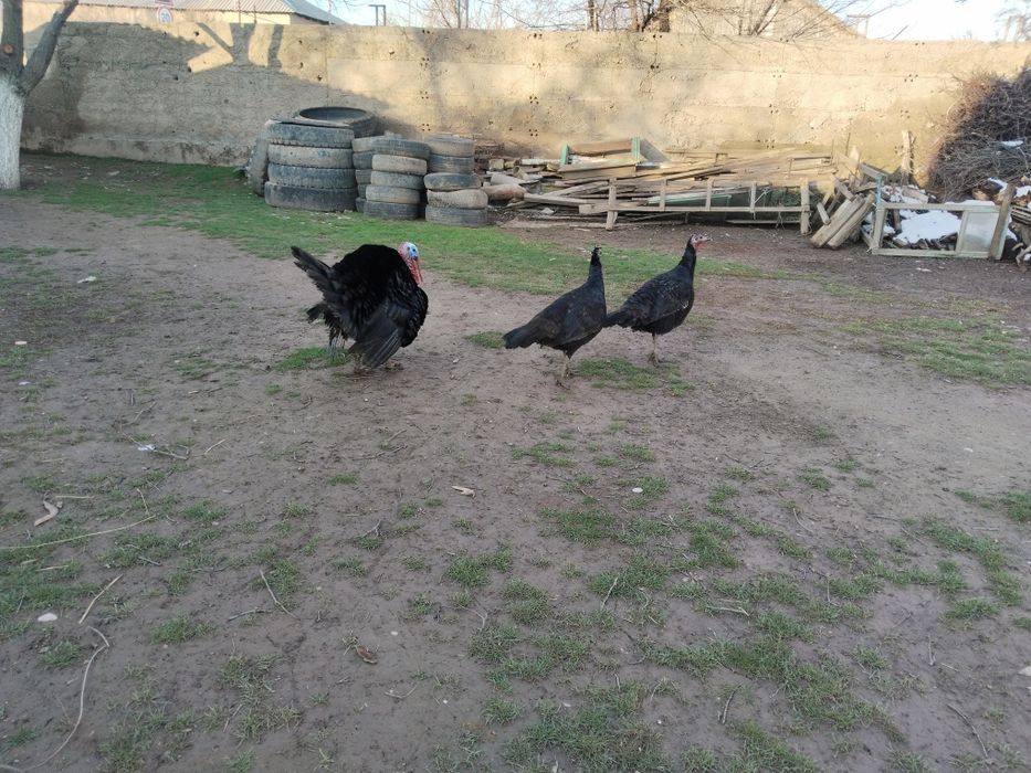 Үндык сатылады ек Мекен мен