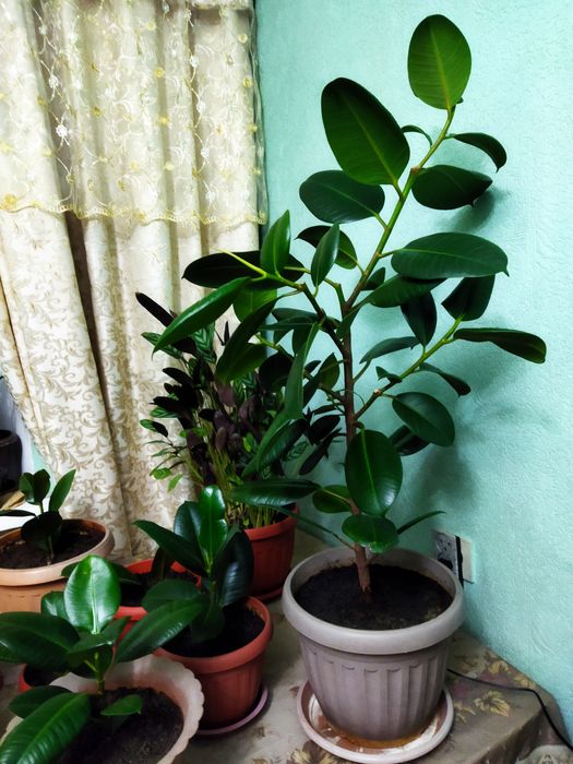 Фикусы комнатные