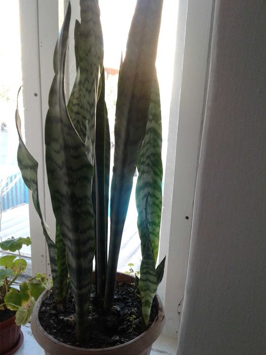 продам комнатные цветы