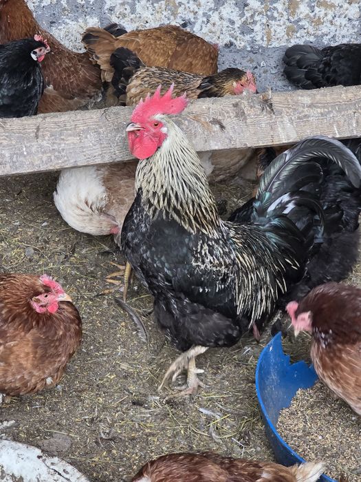 Продаётся петух.