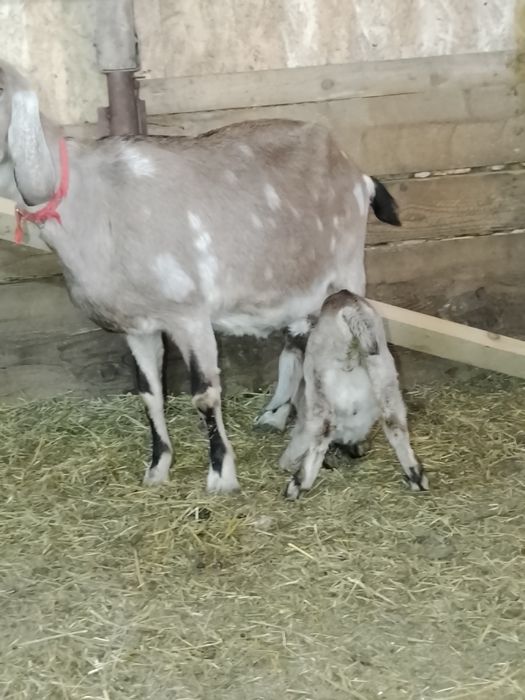 Vând capră agl nubiana cu ed și pedigri