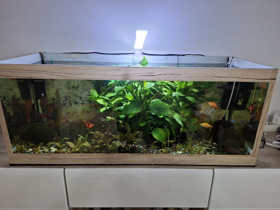 Acvariu plantat si populat 160 litri