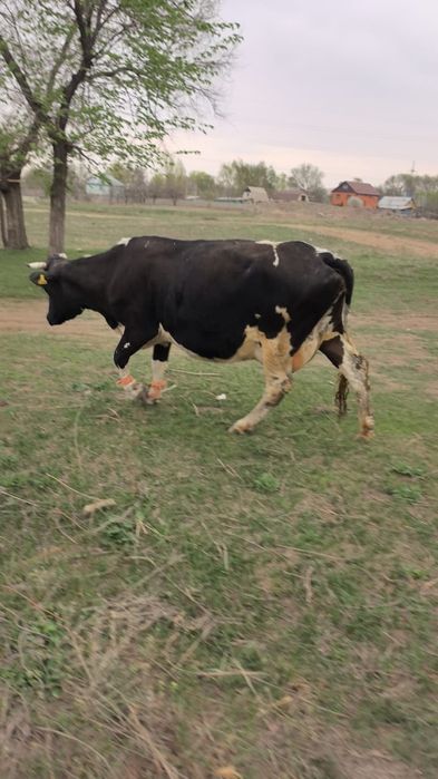 Продаю корову. Сиыр сатамын.