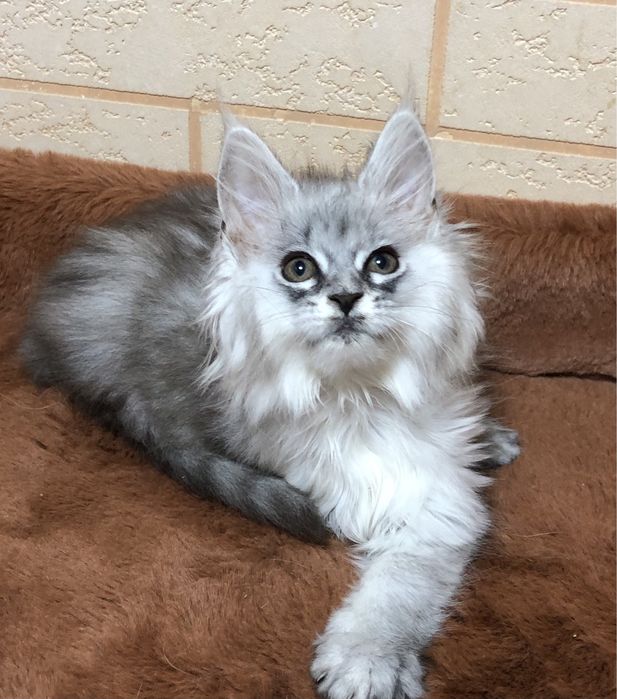 Продаются ! Мейн-Куны!