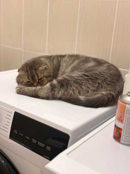 Большой молодой скоттиш в добрые руки