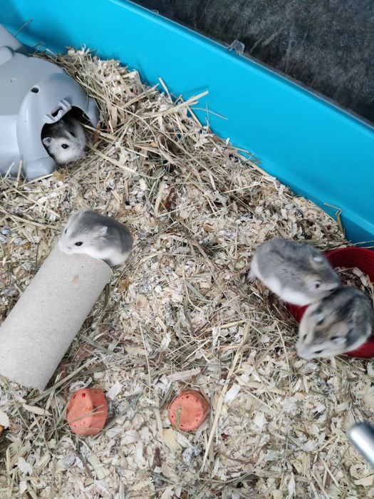 Hamsteri pitici siberieni