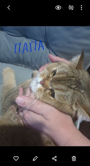 Шотландский котёнок Скоттиш страйт