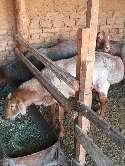 Qirg'iz zot Qo'cqorla sotiladi urug'likka