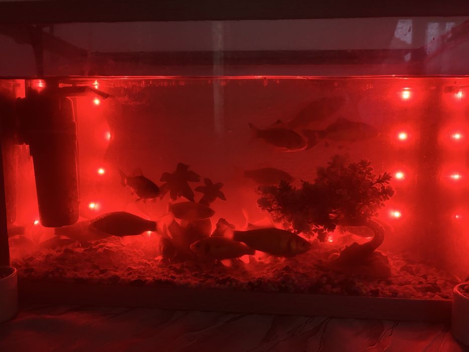 Schimb caras auriu cu iepuri