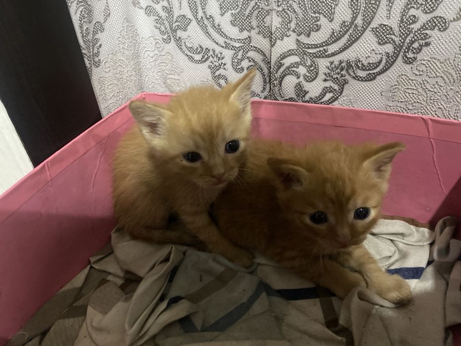 Отдам котят в хорошие руки