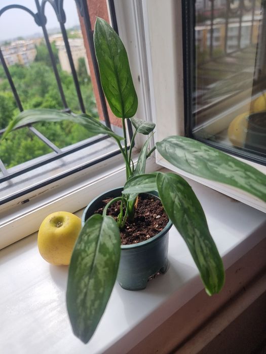 Aglaonema Maria Комнатных цветок Телеграм каналимиз_ GULLAR444 
Юнусоб