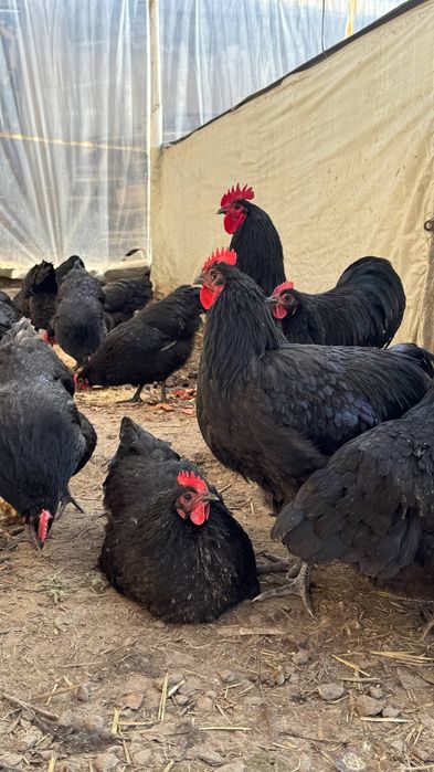 Tovuq xoʻroz tuxumlari avstraloʻp ruminiya 15000