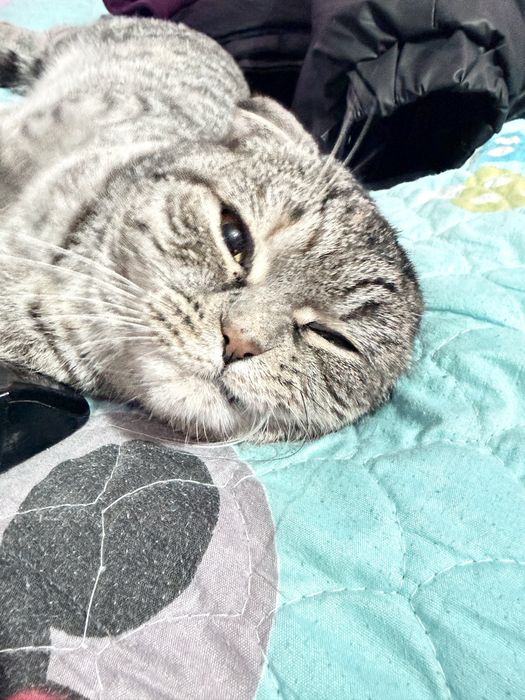 Вислухая кошка сотилади