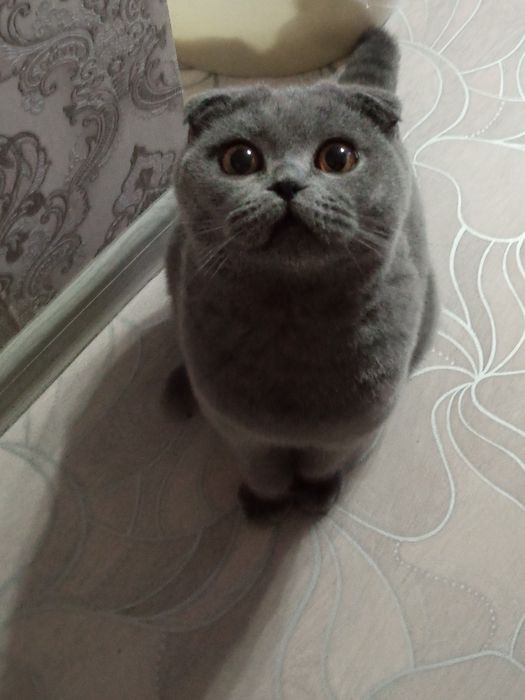 Кот в добрые руки.