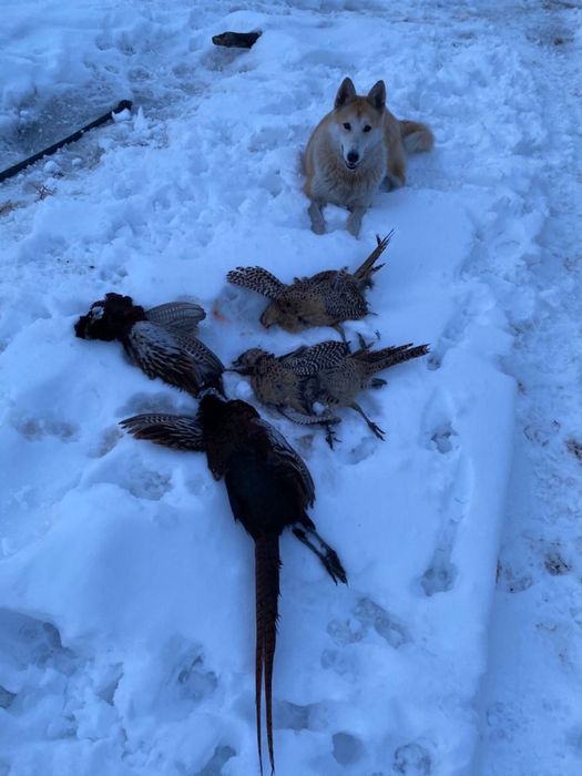 Продам ЛАЙКУ ЗСЛ щенок