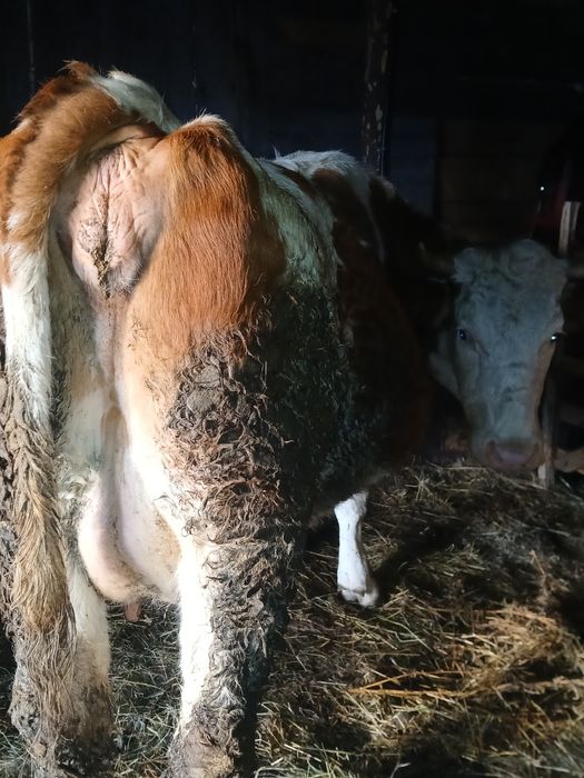 Vând vaca fătata de o luna