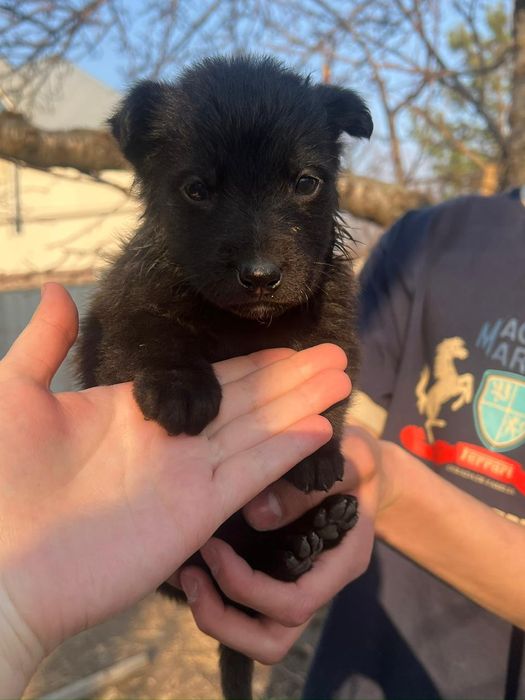 Щенки отдам 1,5 месяца