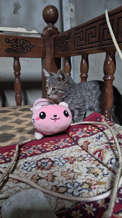 Отдам котят в хорошие руки