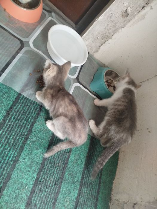 котята отдам даром
