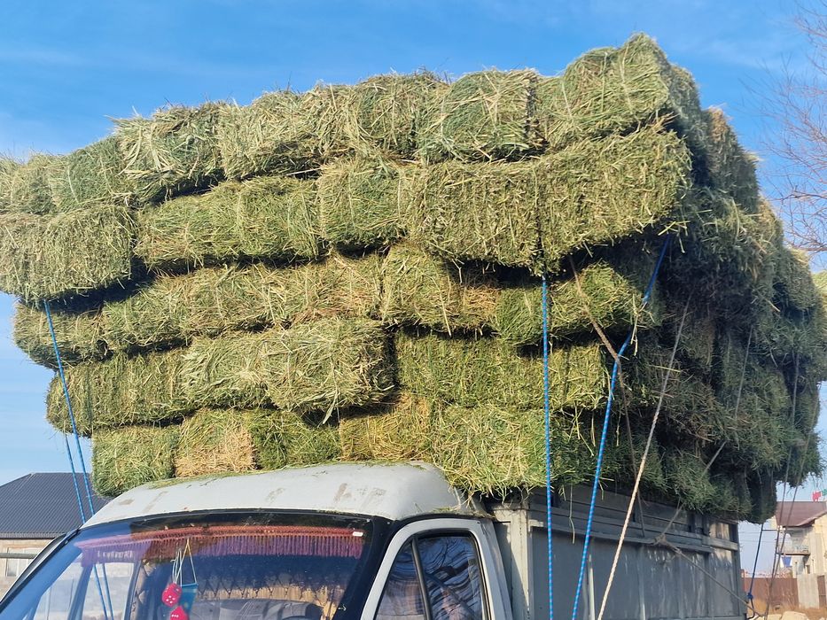 Жоңышқа (Клевер)