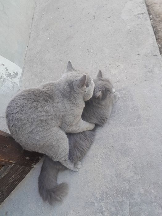 Erkak mushugimiz Vyaska