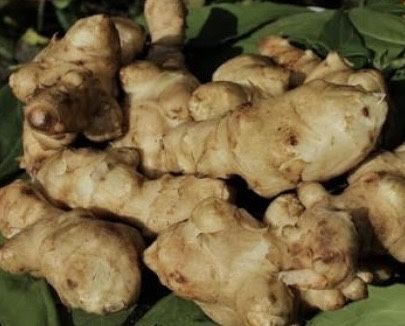 Топинамбур для диабетиков