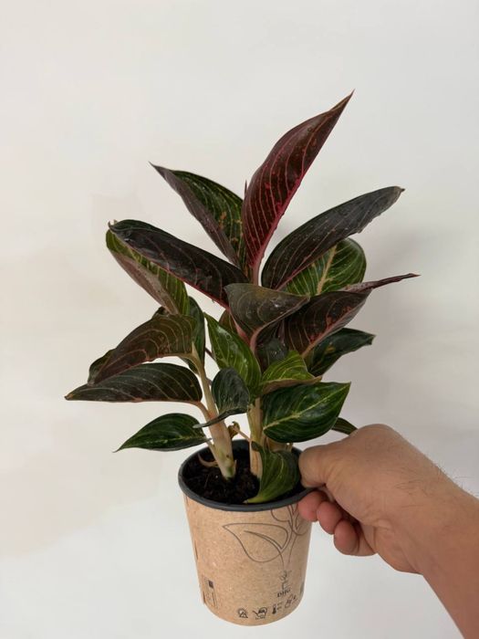 Aglaonema red rubi цветок в горшке