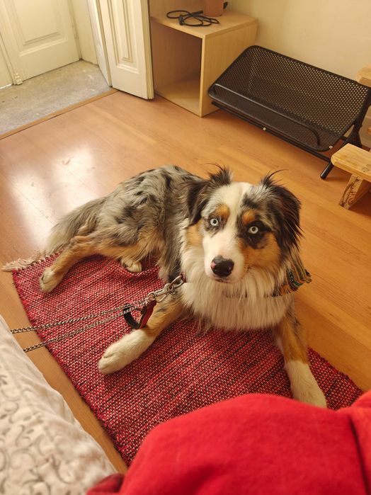 Красив австралийски овчар – мъжки, роден на 01.05.2023, търси нов дом