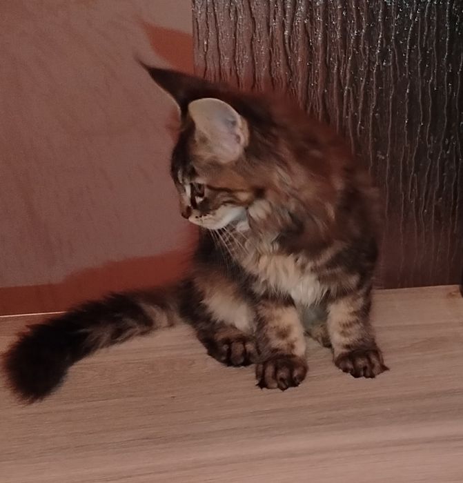 Băiețel Maine Coon XXL