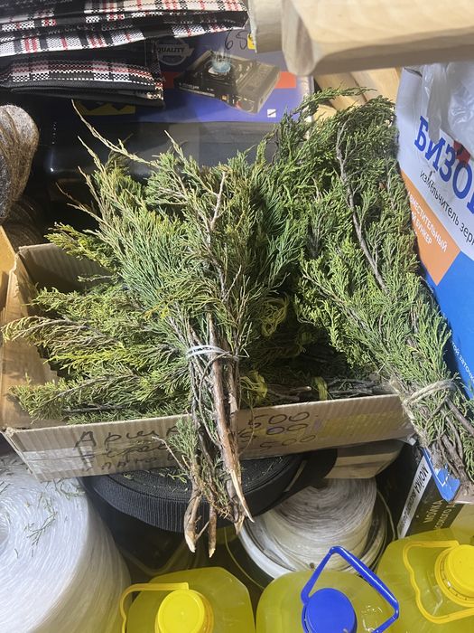 Арша ,Верест ,благовония .Веники банные