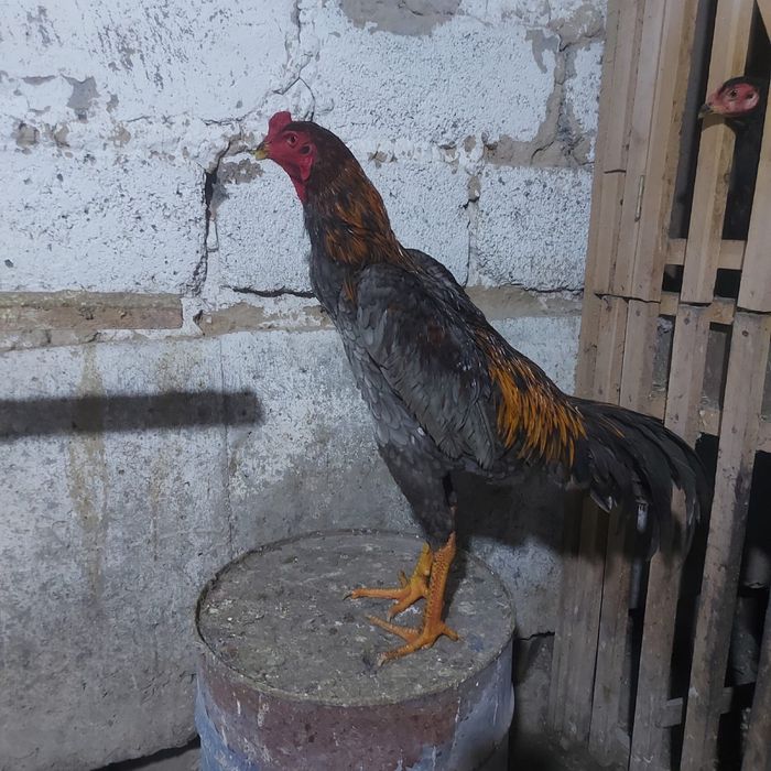 Джужа 30 мая  Корейц  китай