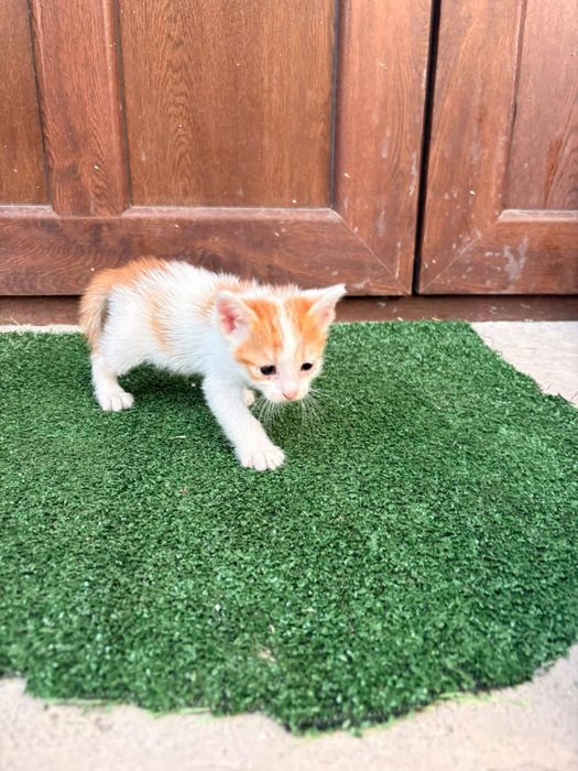Котенца на 2 месеца търсят дом в Русе