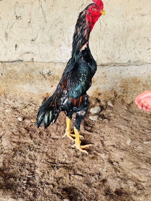 Yapon Shamoni tozzasi