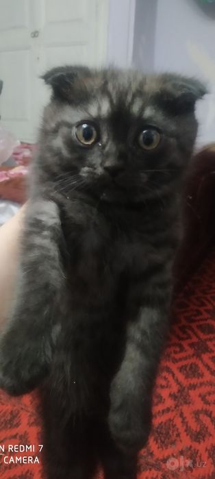 Кошка скоттиш фольд