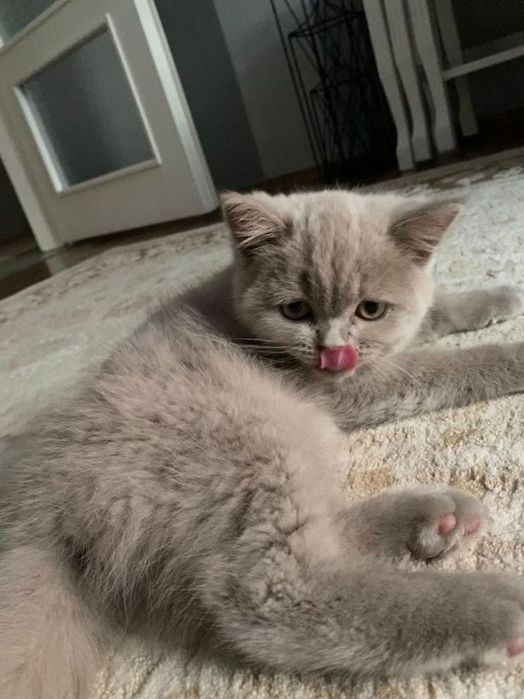 Продам Шотландских котят