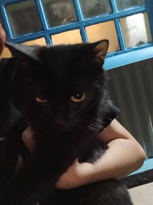 Отдаём котов в хорошие руки
