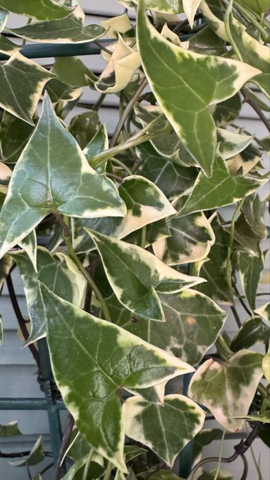 Крестовник  крупноязычковый