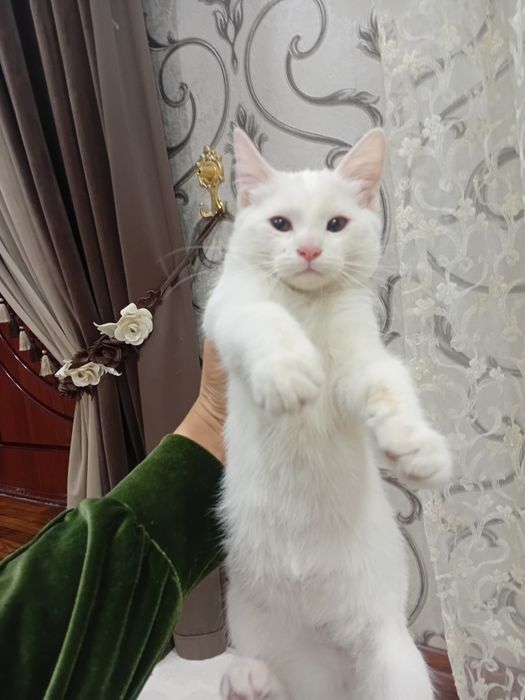 1 dona turk angorasi 4 oylik o'g'il bola