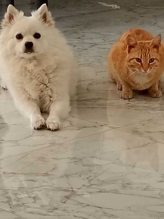 Немски шпиц 3 месеца