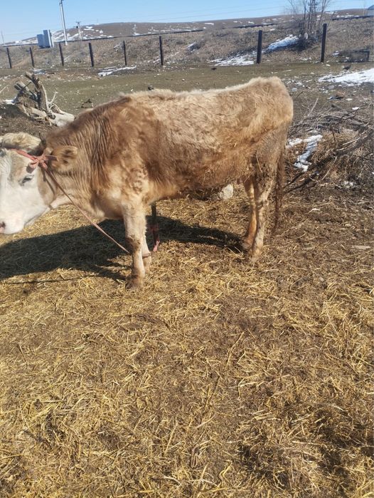 Продам молодую.