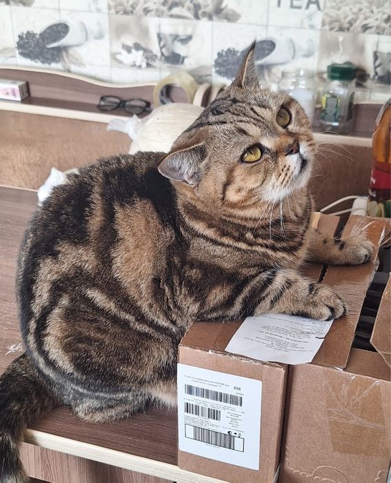 Котята британцы чистокровные