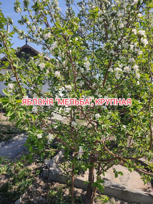 Продам дачу на Бобровке